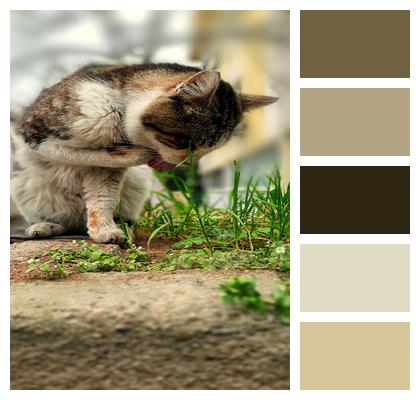 Garden Cat Domestic Cat Image